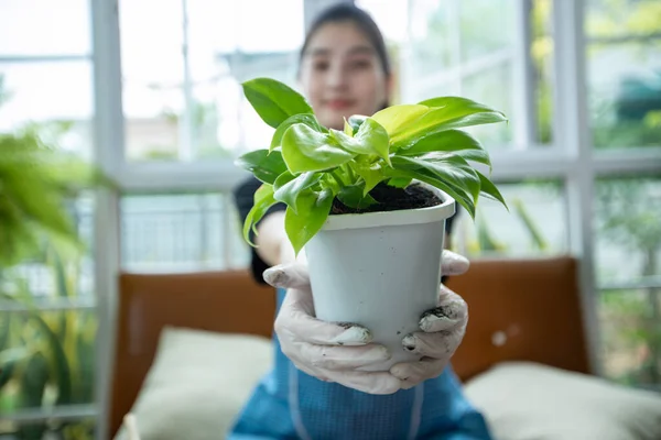 Mulher Asiática Plantando Segurando Planta Jardim Casa — Fotografia de Stock