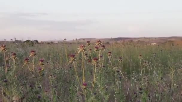 Campo Cardos Florecidos Atardecer Een Veld Van Bloeiende Distels Bij — Stockvideo