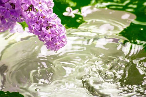 Kwiat Bzu Kwiaty Wodą Pod Krople Deszczu Wiosna Streszczenie Tło — Zdjęcie stockowe