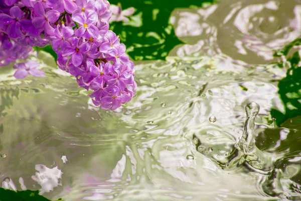 盛开的丁香花随水而下 春雨落下 抽象背景 — 图库照片
