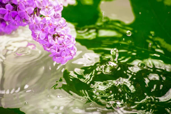 Flor Flores Lila Con Agua Bajo Las Gotas Lluvia Primaveral —  Fotos de Stock