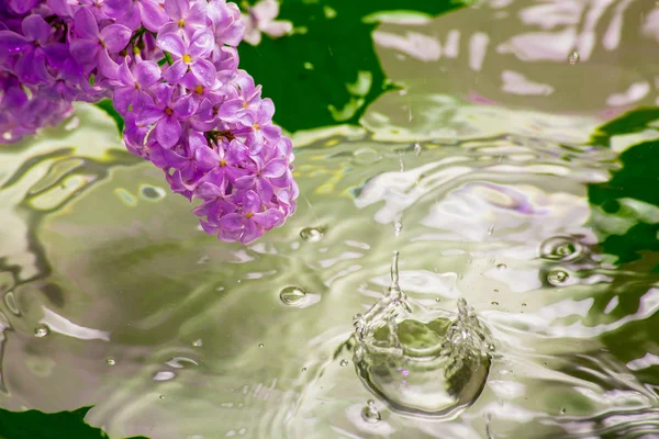 盛开的丁香花随水而下 春雨落下 抽象背景 — 图库照片