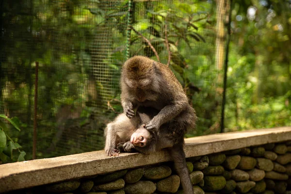 Funny macaque monkeys in the Monkey-forest — Stock Photo, Image