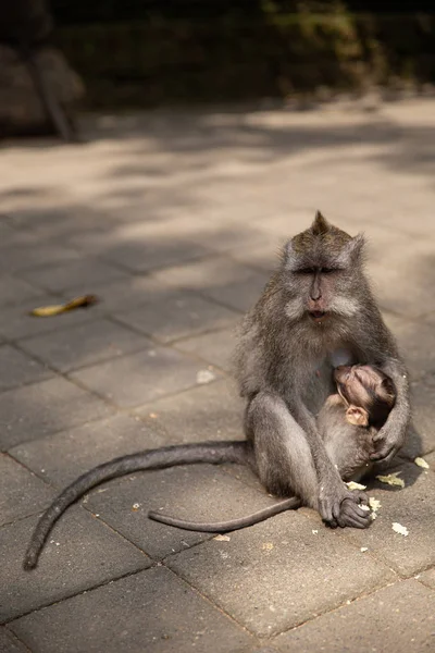 Funny macaque monkeys in the Monkey-forest — Stock Photo, Image