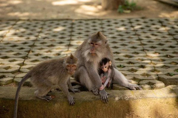 Funny macaque monkeys in the Monkey-forest — Stock Photo, Image