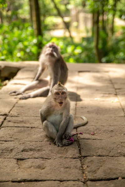 Śmieszne małpy Makak w Monkey-Forest — Zdjęcie stockowe