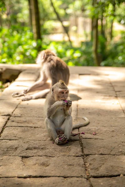 Funny macaque monkeys in the Monkey-forest — Stock Photo, Image