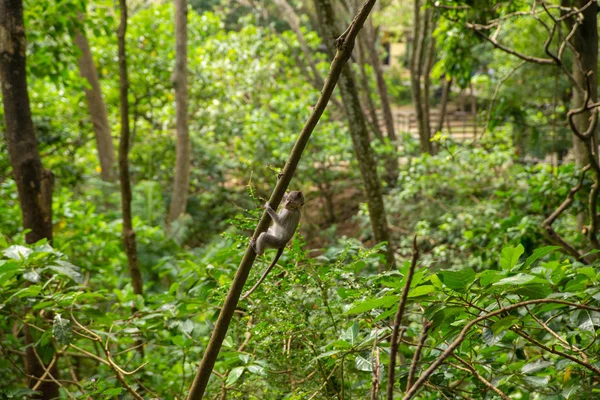 Смешные макаки-обезьяны в обезьяньем лесу — стоковое фото