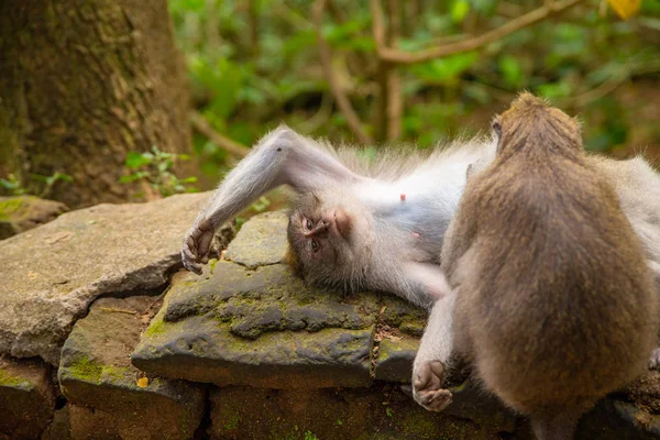 Funny macaque monkeys in the Monkey-forest — Stock Photo, Image