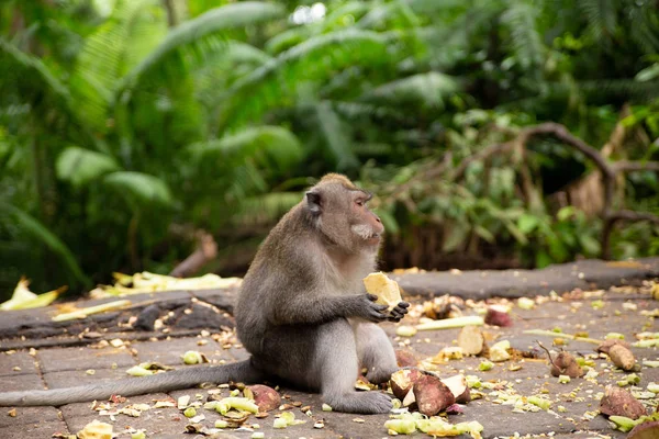 Funny macaque monkeys in the Monkey-forest — Stock Photo, Image