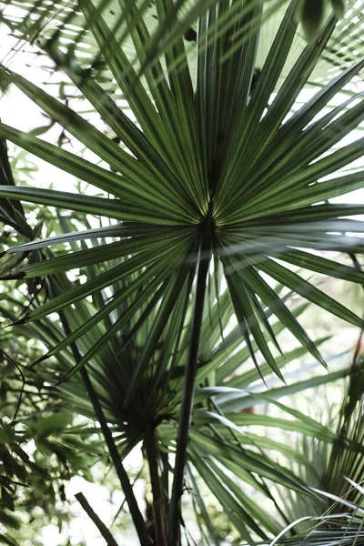 Belle Foglie Tropicali Sfondo — Foto Stock