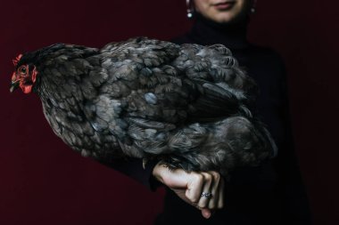 Kadın el üzerinde oturan tavuk