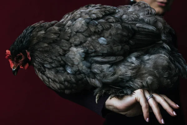 Gallina Seduta Sulla Mano Della Donna — Foto Stock