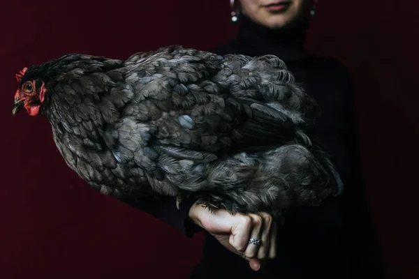 Κότα Κάθεται Στο Χέρι Γυναίκα — Φωτογραφία Αρχείου