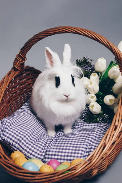 Coelho fofo branco em cesta com flores e ovos de Páscoa — Fotografia de Stock