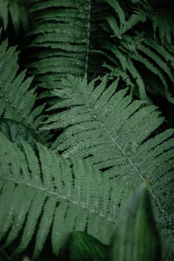 Yeşil eğrelti otu yaprakları