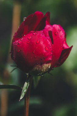 Yağmur damlaları ile taze pembe şakayık çiçek