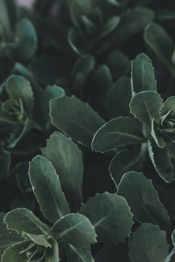 Güzel yeşil yapraklar arka plan