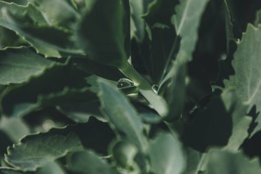 Güzel yeşil yapraklar arka plan