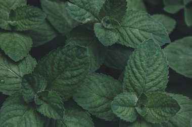 Yağmur damlalı yeşil yapraklar