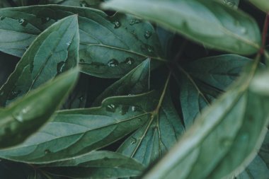 Yağmur damlalı yeşil yapraklar