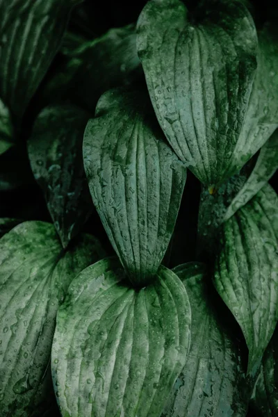 Foglie verdi con gocce di pioggia — Foto Stock