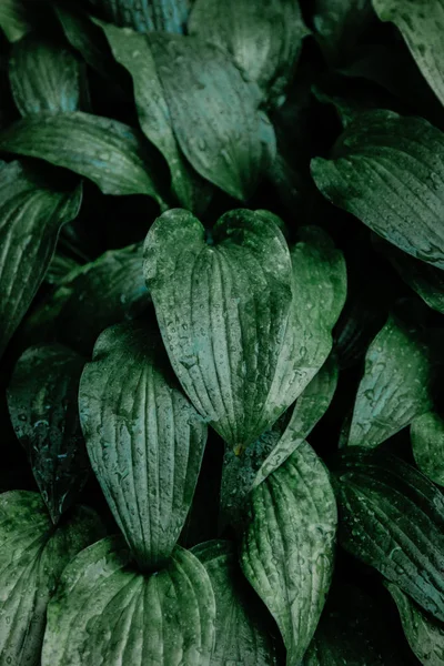 Foglie verdi con gocce di pioggia — Foto Stock