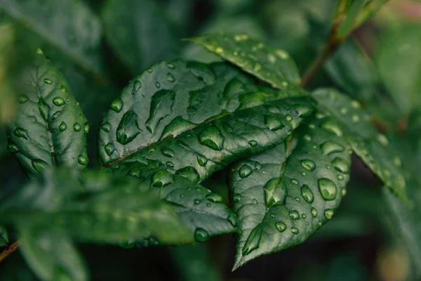 Πράσινα φύλλα με σταγόνες βροχής — Φωτογραφία Αρχείου