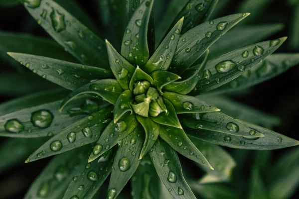 Πράσινα φύλλα με σταγόνες βροχής — Φωτογραφία Αρχείου