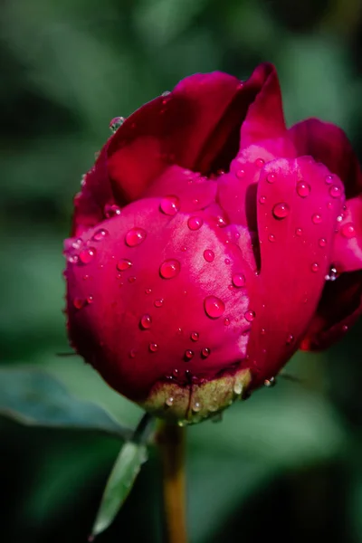 Fresco fiore di peonia rosa con gocce di pioggia — Foto Stock