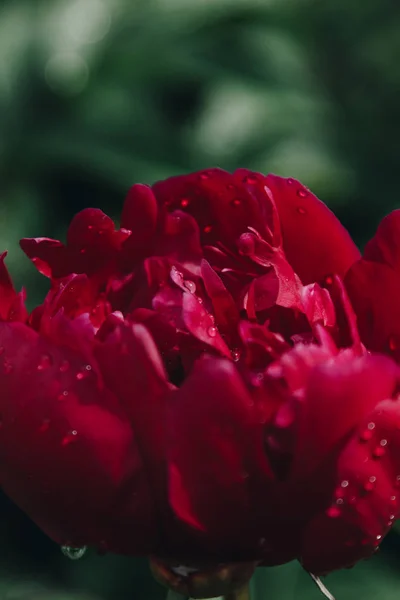 พีโอนี่สีชมพูสด ดอกไม้ที่มีฝนตก — ภาพถ่ายสต็อก