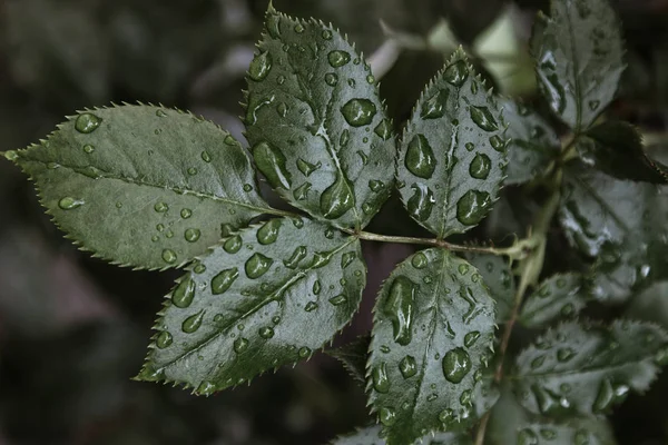 Zöld levelek esőcseppekkel — Stock Fotó