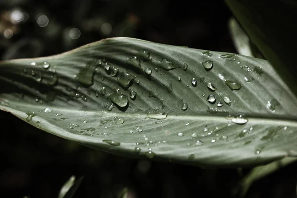 Πράσινο όμορφο φύλλο με σταγόνες βροχής — Φωτογραφία Αρχείου