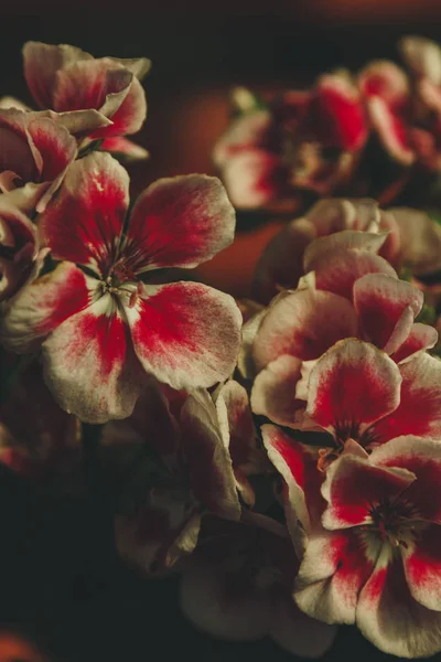 ดอกไม้สีแดงม่วง — ภาพถ่ายสต็อก