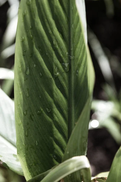 Hoja verde hermosa con gotas de lluvia — Foto de Stock