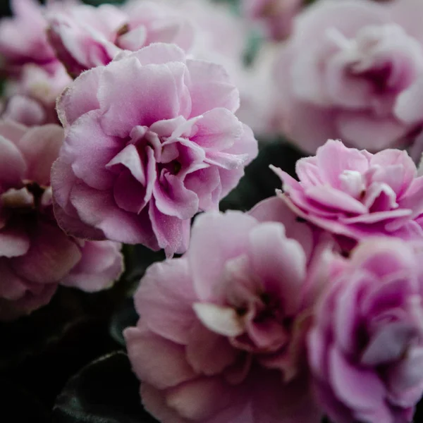 ดอกไม้สีชมพูสีม่วง — ภาพถ่ายสต็อก