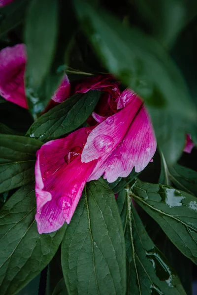 กลีบดอกโบตั๋นและใบไม้ที่มีฝนตก — ภาพถ่ายสต็อก
