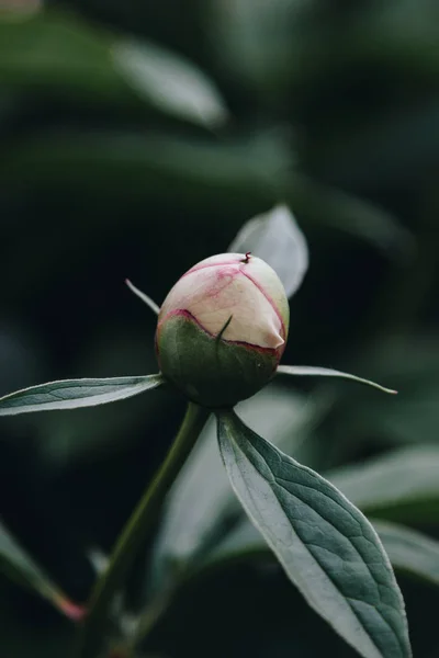 ดอกพีโอนี่สีขาวสด — ภาพถ่ายสต็อก