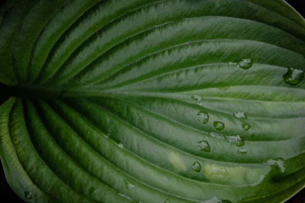 Foglia verde con gocce di pioggia — Foto Stock