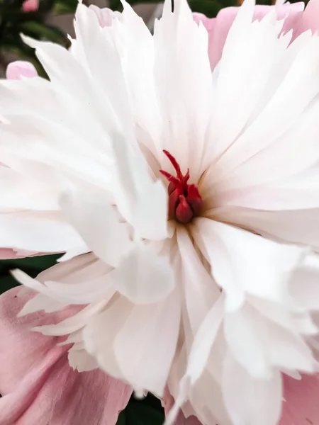 ดอกพ โอน ขาวสด — ภาพถ่ายสต็อก