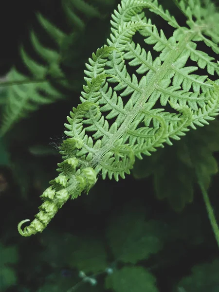 Bella Fresca Verde Felce Foglia Sfondo — Foto Stock