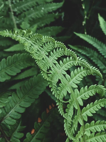 Bella Fresca Verde Felce Foglia Sfondo — Foto Stock