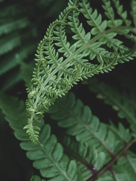 Свежий Зеленый Лист Фоне Листьев — стоковое фото