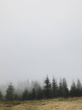 Karpatlar, Ukrayna 'da köknar ormanı olan sisli bir manzara.