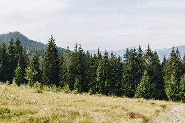 Karpatlar, Ukrayna 'da köknar ormanıyla pitoresk manzara