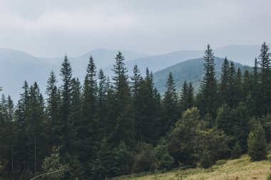 Karpatlar, Ukrayna 'da köknar ormanıyla pitoresk manzara