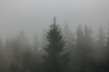 Karpatlar, Ukrayna 'da köknar ormanı olan sisli bir manzara.