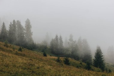 Karpatlar, Ukrayna 'da köknar ormanı olan sisli bir manzara.
