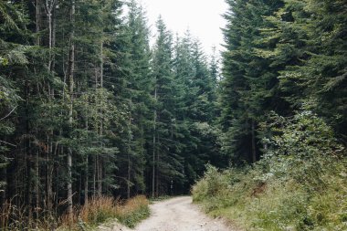 Karpatlar, Ukrayna 'daki çam ormanları boyunca uzanan resimli bir manzara.