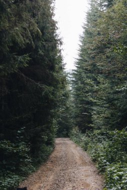 Karpatlar, Ukrayna 'daki çam ormanları boyunca uzanan resimli bir manzara.